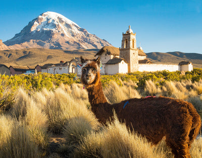 Alpacas in Bolivia – The Heart of Our Work