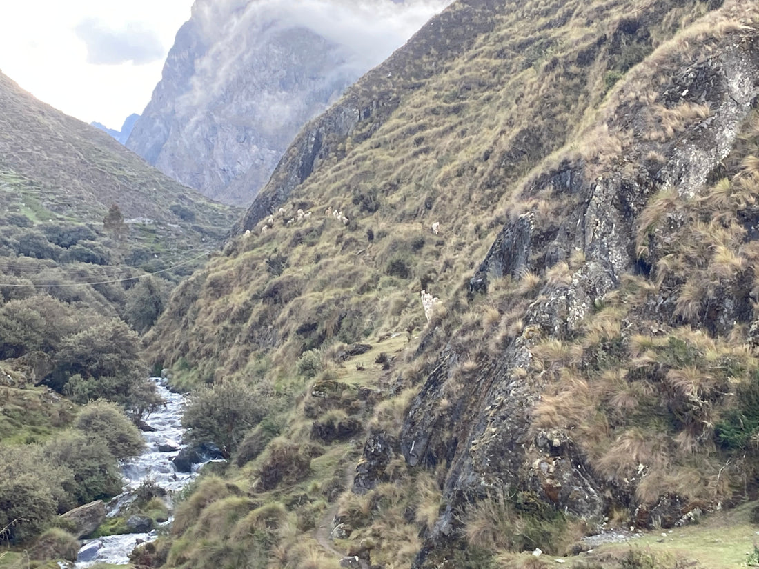 Our Journey to Pelechuco: Among Mountains, Alpacas, and Artisan Hearts