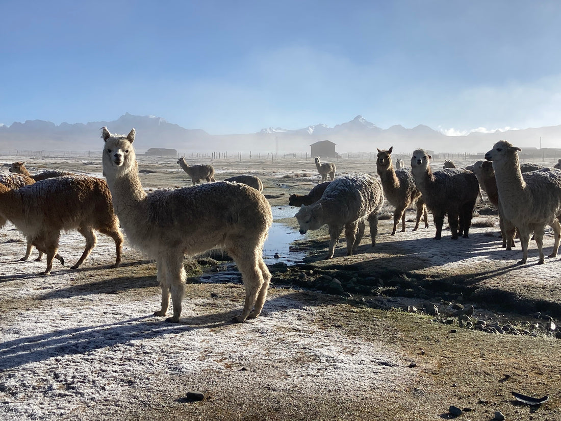 Our Journey to Pelechuco: Among Mountains, Alpacas, and Artisan Hearts